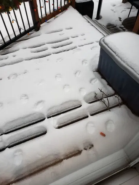 Móng Guốc Tuần Lộc (Giảm Tỷ Lệ 10%) - Image 3