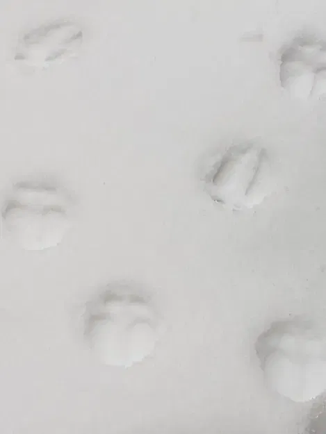 Móng Guốc Tuần Lộc (Giảm Tỷ Lệ 10%) - Image 4