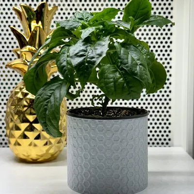 Chậu Hoa Hình Lục Giác - Chế Độ Bình Hoa