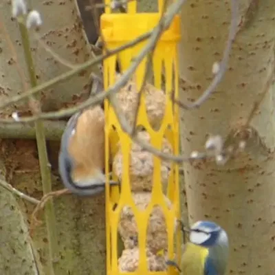 Máng ăn cho chim đựng được 5 viên mỡ lớn