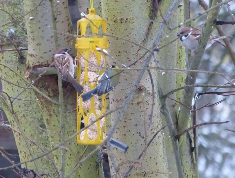 Máng ăn cho chim đựng được 5 viên mỡ lớn - Image 2