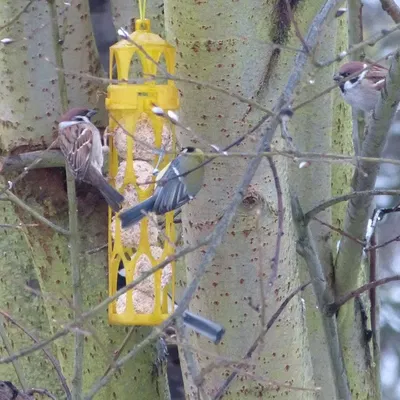 Máng ăn cho chim đựng được 5 viên mỡ lớn