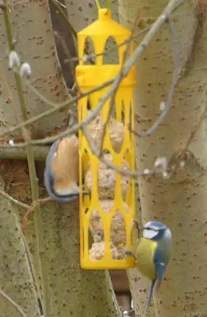 Máng ăn cho chim đựng được 5 viên mỡ lớn - Image 3