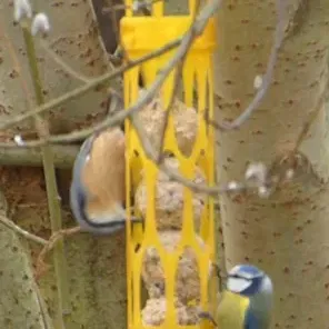 Máng ăn cho chim đựng được 5 viên mỡ lớn