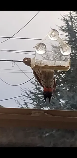 Tấm Đỡ Đuôi Chim / Bảng Đỡ Đuôi Chim - Image 3