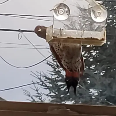 Tấm Đỡ Đuôi Chim / Bảng Đỡ Đuôi Chim