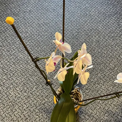 Phụ kiện trang trí và bảo vệ que cắm chậu hoa lan