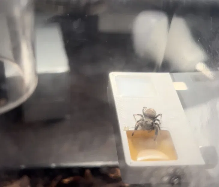 SpiderBar - Phụ kiện cấp nước và mật ong cho nhện nhảy - Image 2