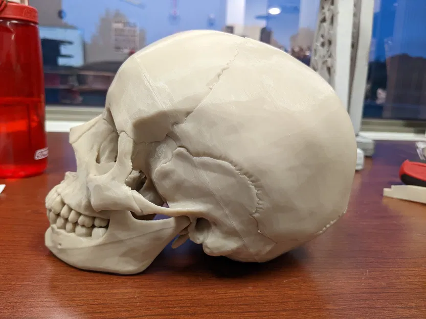 Hộp sọ người, chính xác về mặt giải phẫu - Cắt lại - Image 1