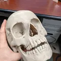 Hộp sọ người, chính xác về mặt giải phẫu - Cắt lại - Thumbnail 2