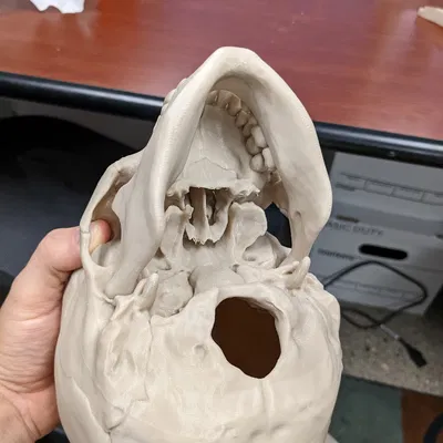 Hộp sọ người, chính xác về mặt giải phẫu - Cắt lại