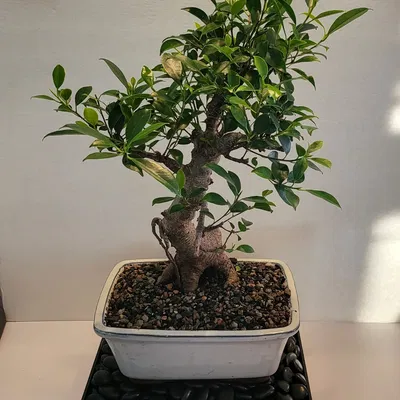 Khay Giữ Ẩm Bonsai