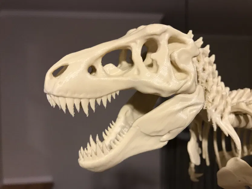T-Rex Skeleton đã sửa và có thể in được - Image 2