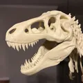 T-Rex Skeleton đã sửa và có thể in được - Thumbnail 2