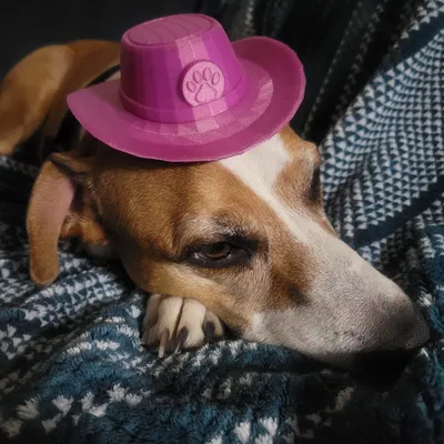 Mũ Cao Bồi Cho Chó Con