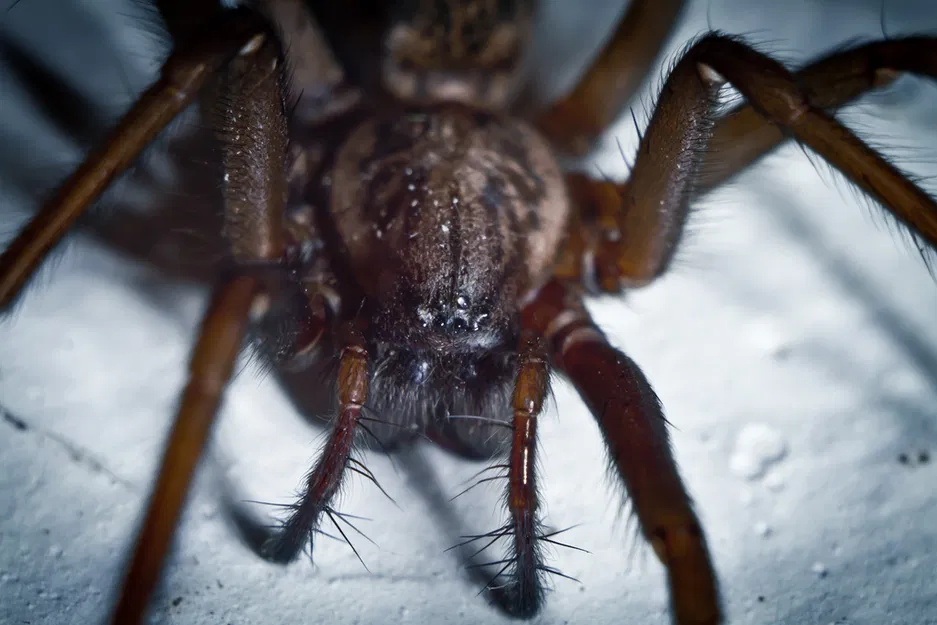 Ống nối dài Canon EF v1 - 50mm - Image 4