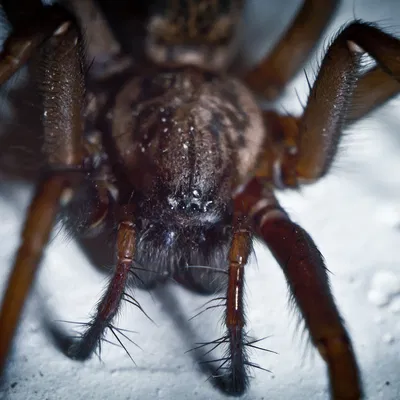 Ống nối dài Canon EF v1 - 50mm