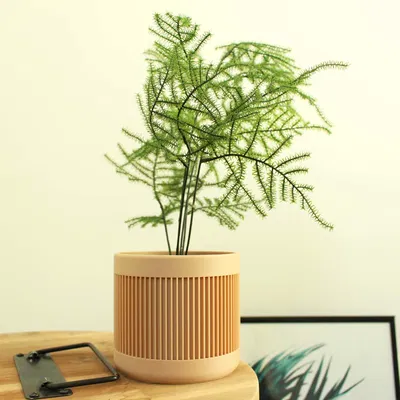 Chậu Cây Hiện Đại