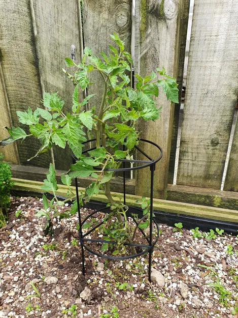 Giá Đỡ Cây Cà Chua - Image 1
