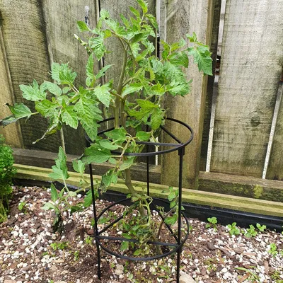 Giá Đỡ Cây Cà Chua