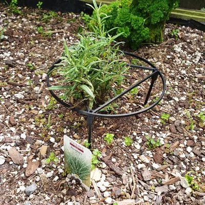 Giá Đỡ Cây Cà Chua