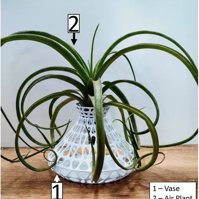 Chân đế / Bình cắm hoa cho cây không khí