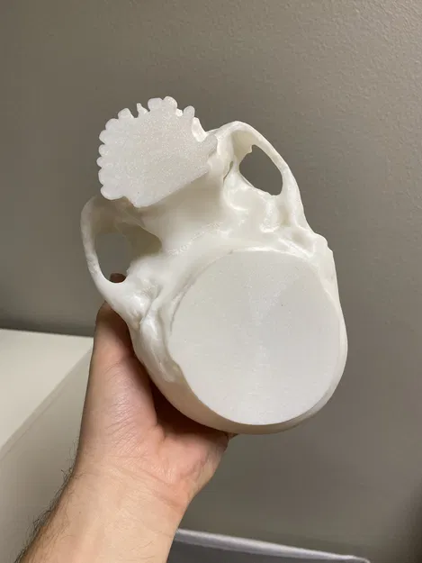 Tô Kẹo Đầu Lâu Thực Tế | Trang Trí Halloween Hình Đầu Lâu - Image 5