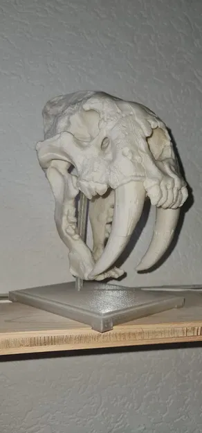 Hộp sọ Mèo Răng Kiếm - Image 1