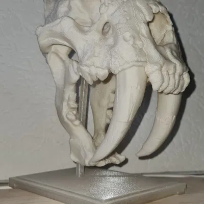 Hộp sọ Mèo Răng Kiếm