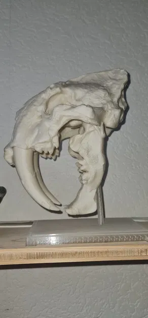 Hộp sọ Mèo Răng Kiếm - Image 2