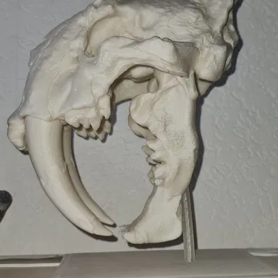 Hộp sọ Mèo Răng Kiếm