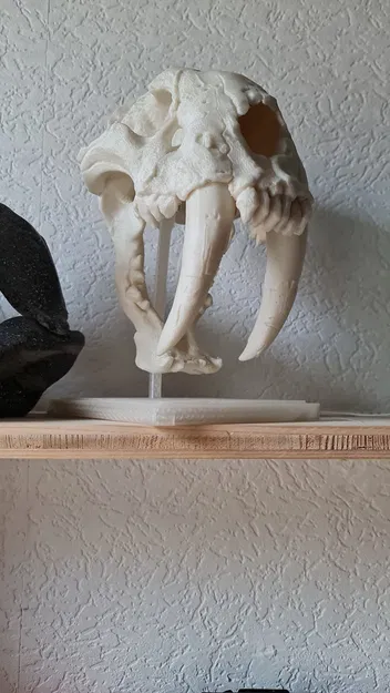 Hộp sọ Mèo Răng Kiếm - Image 3