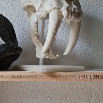 Hộp sọ Mèo Răng Kiếm