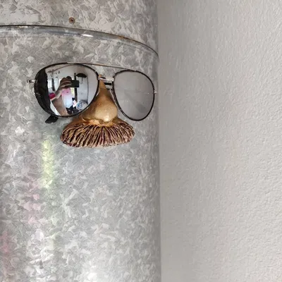 Kệ Kính Râm / Tổ chức - Albert Einstein