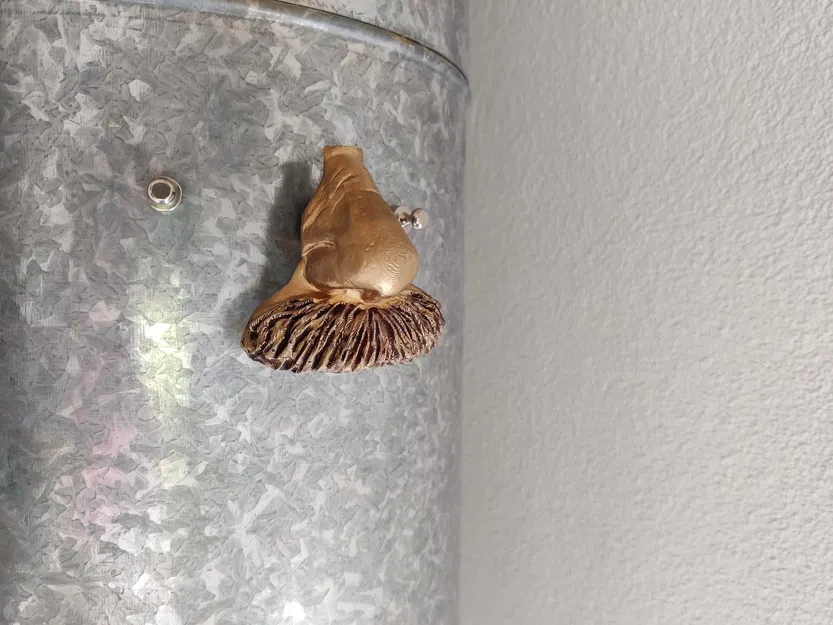 Kệ Kính Râm / Tổ chức - Albert Einstein - Image 3