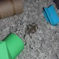 Nhà Hamster - Thumbnail 3