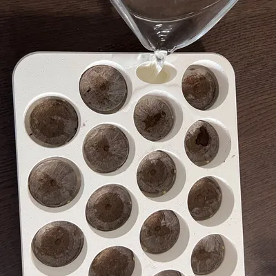 Chậu Jiffy Garden - Khay ươm hạt tiện lợi