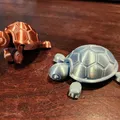 Rùa Con Dễ Thương (Cutie Baby Turtle) Có Khớp Nối - Thumbnail 10