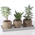Chậu cây mọng nước hình học hiện đại - Thumbnail 1