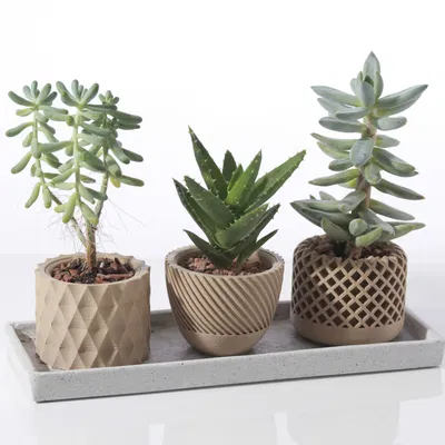 Chậu cây mọng nước hình học hiện đại