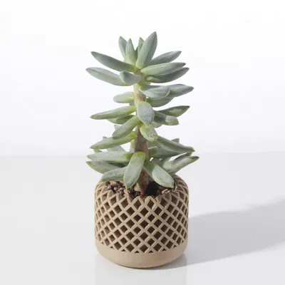 Chậu cây mọng nước hình học hiện đại