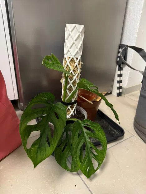 Moos Stab | Cọc Rêu - Tự tưới - Image 2