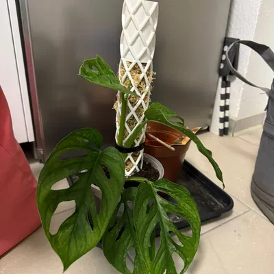 Moos Stab | Cọc Rêu - Tự tưới