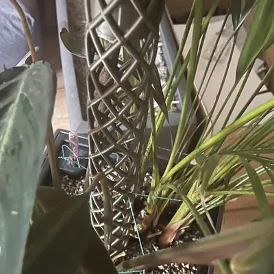 Moos Stab | Cọc Rêu - Tự tưới