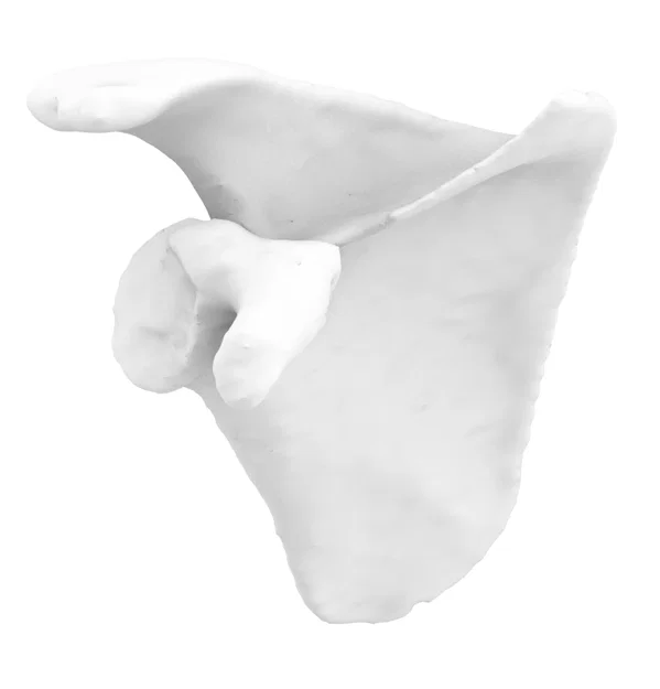 Xương Vai Phải - Mô Hình 3D Dễ In - Image 1