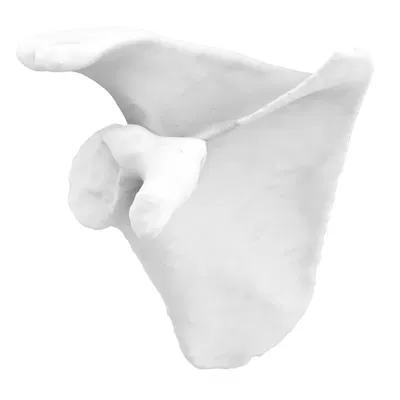 Xương Vai Phải - Mô Hình 3D Dễ In