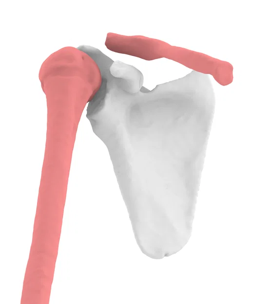 Xương Vai Phải - Mô Hình 3D Dễ In - Image 3