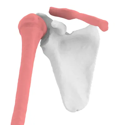 Xương Vai Phải - Mô Hình 3D Dễ In