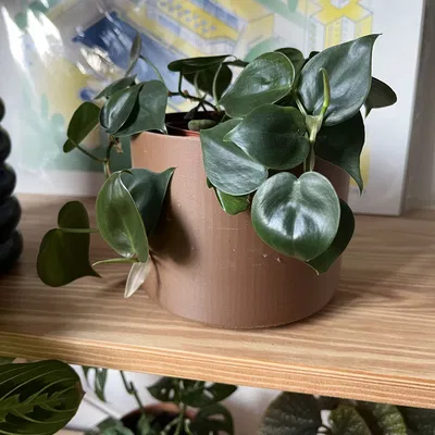 Chậu Cây Hình Trụ Cơ Bản