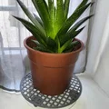 Đế Thoát Nước Chậu Cây (Planter Pot Drain) - Thumbnail 2